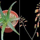 Aloe forbesii (Adhu Dimalo, Socotra)